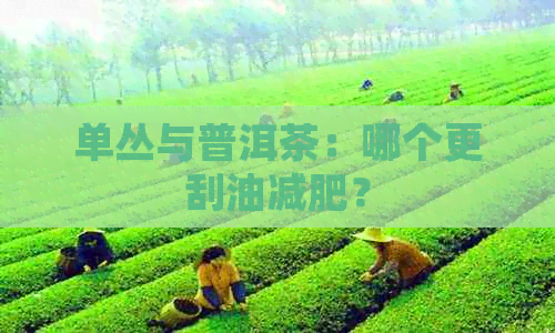 单丛与普洱茶：哪个更刮油减肥？