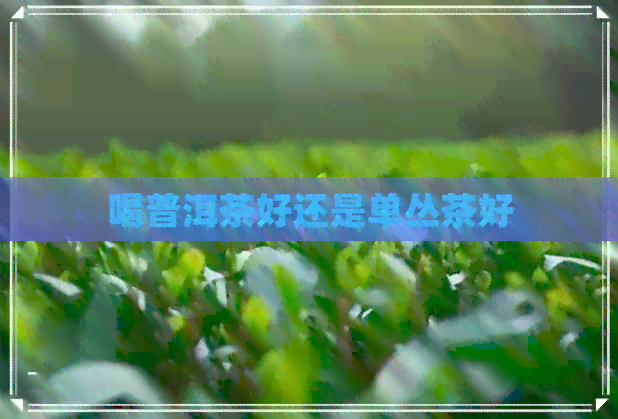 喝普洱茶好还是单丛茶好