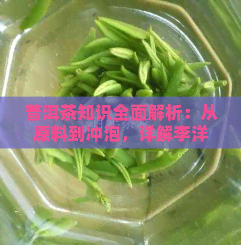 普洱茶知识全面解析：从原料到冲泡，详解李洋的观点与技巧