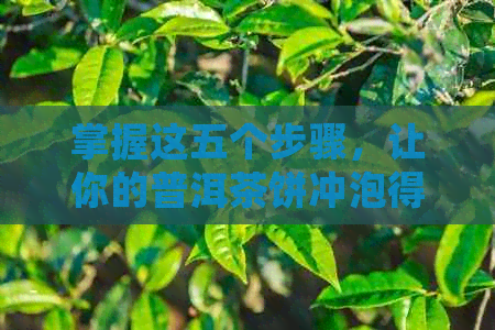 掌握这五个步骤，让你的普洱茶饼冲泡得更美味