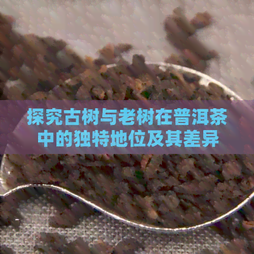 探究古树与老树在普洱茶中的独特地位及其差异