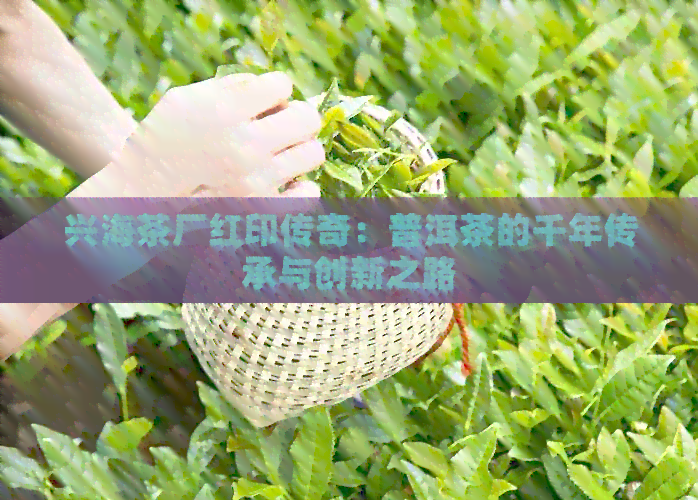 兴海茶厂红印传奇：普洱茶的千年传承与创新之路