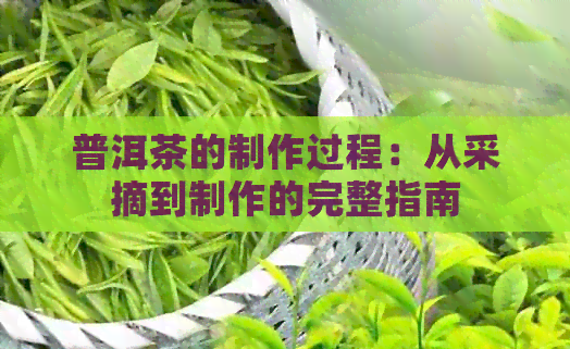 普洱茶的制作过程：从采摘到制作的完整指南