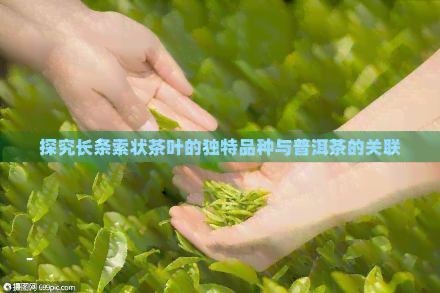 探究长条索状茶叶的独特品种与普洱茶的关联