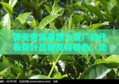 探究普洱茶四大茶厂的代表茶叶品种及其特色，助您挑选最适合自己的普洱茶