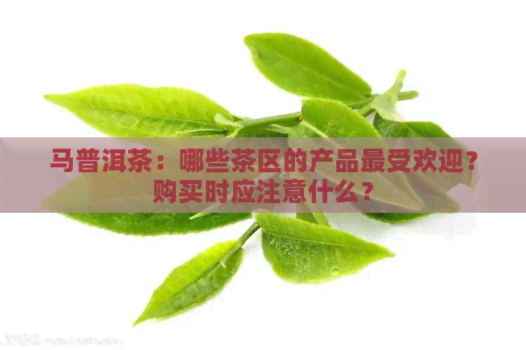 马普洱茶：哪些茶区的产品更受欢迎？购买时应注意什么？