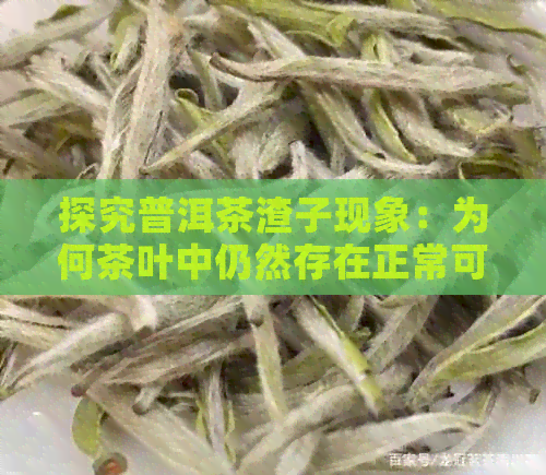 探究普洱茶渣子现象：为何茶叶中仍然存在正常可饮用的部分