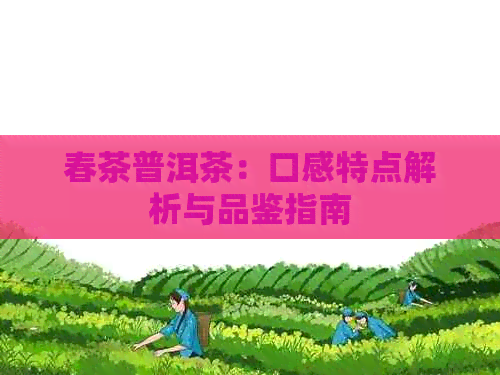 春茶普洱茶：口感特点解析与品鉴指南