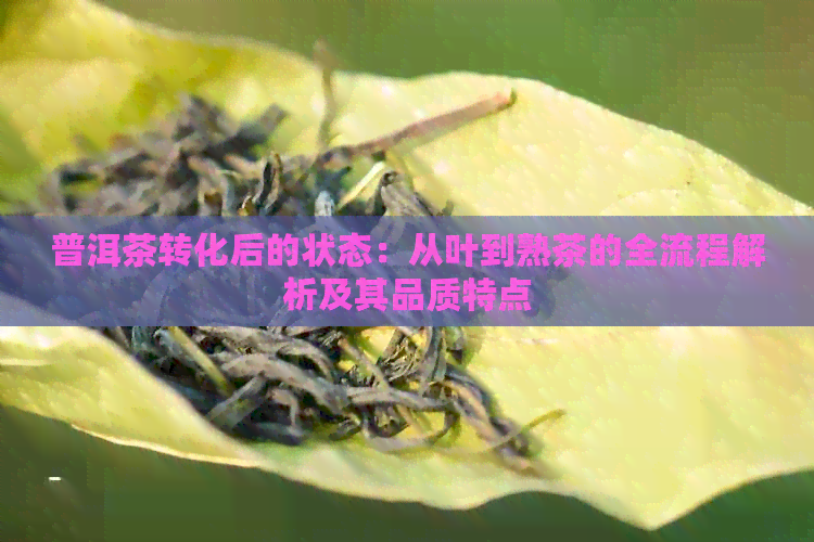 普洱茶转化后的状态：从叶到熟茶的全流程解析及其品质特点