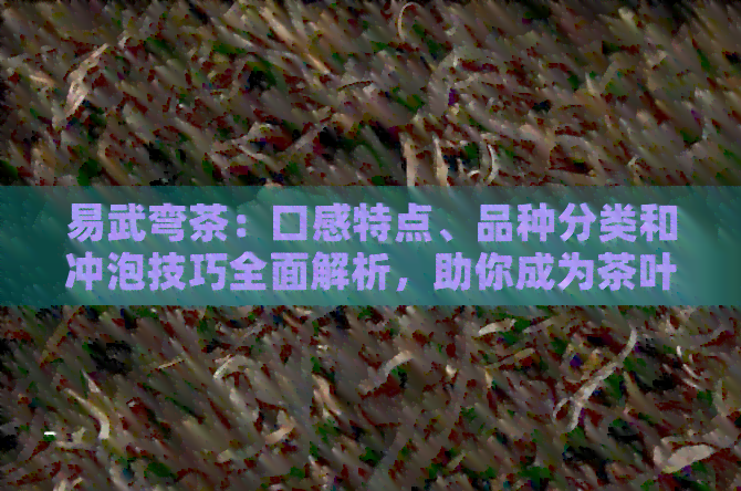 易武弯茶：口感特点、品种分类和冲泡技巧全面解析，助你成为茶叶专家