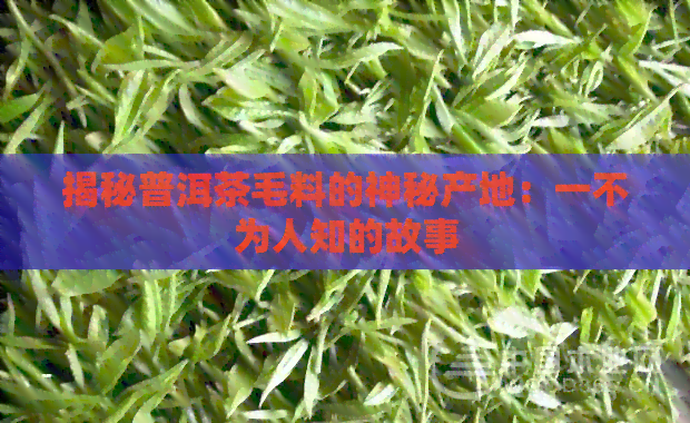 揭秘普洱茶毛料的神秘产地：一不为人知的故事