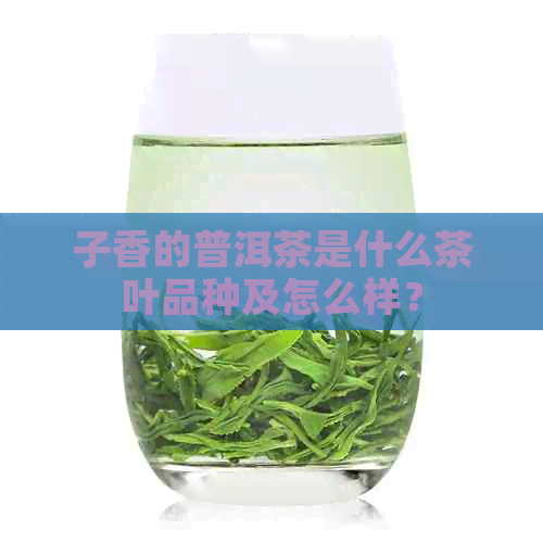 子香的普洱茶是什么茶叶品种及怎么样？