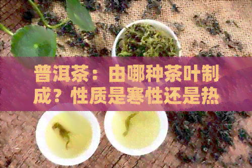 普洱茶：由哪种茶叶制成？性质是寒性还是热性？