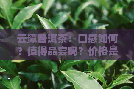 云潭普洱茶：口感如何？值得品尝吗？价格是多少？每盒装多少？