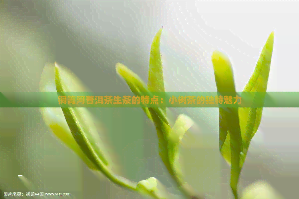 铜箐河普洱茶生茶的特点：小树茶的独特魅力