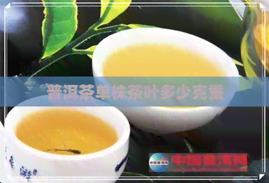 普洱茶单株茶叶多少克重