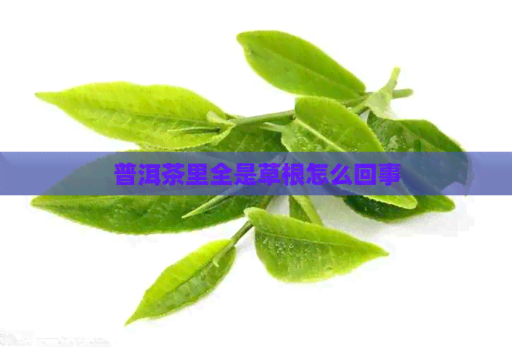 普洱茶里全是草根怎么回事