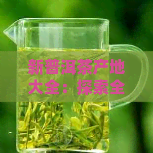 新普洱茶产地大全：探索全球雨田普洱茶的魅力与特色