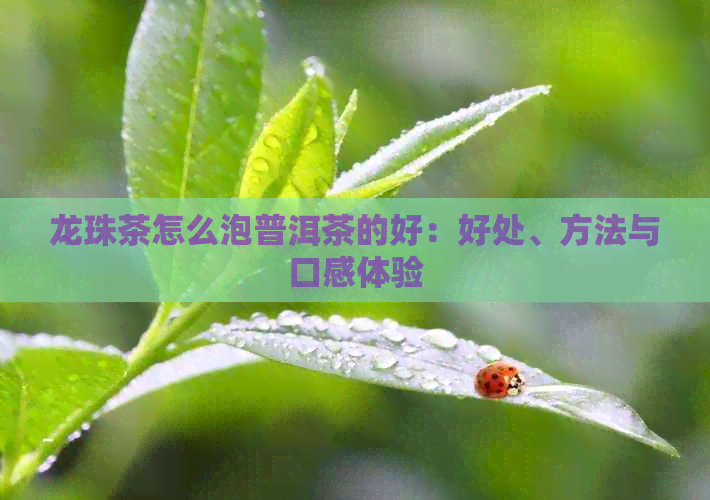 龙珠茶怎么泡普洱茶的好：好处、方法与口感体验