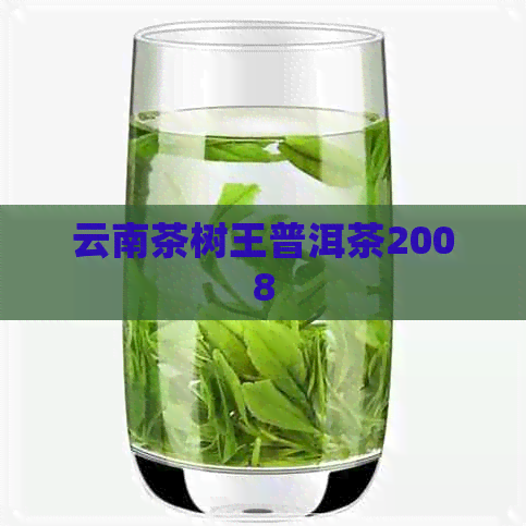 云南茶树王普洱茶2008