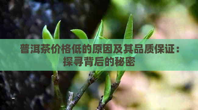 普洱茶价格低的原因及其品质保证：探寻背后的秘密