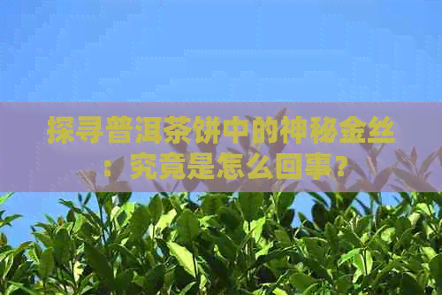 探寻普洱茶饼中的神秘金丝：究竟是怎么回事？