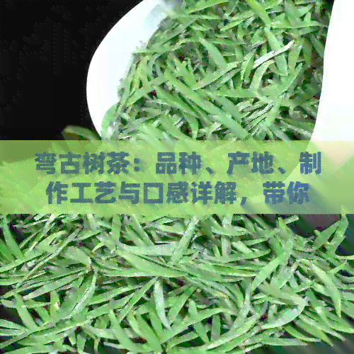 弯古树茶：品种、产地、制作工艺与口感详解，带你领略千年传承的茶文化