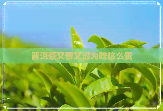 普洱茶又苦又涩为啥这么贵