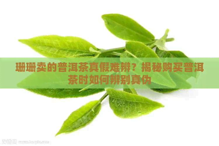 珊珊卖的普洱茶真假难辨？揭秘购买普洱茶时如何辨别真伪