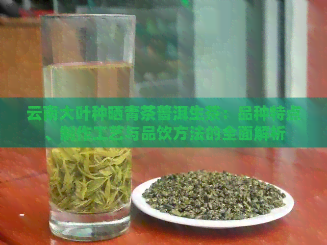 云南大叶种晒青茶普洱生茶：品种特点、制作工艺与品饮方法的全面解析