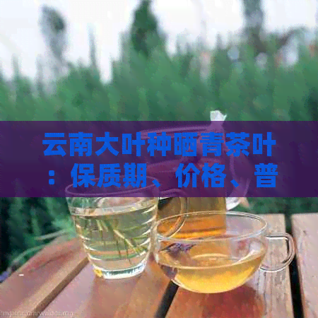 云南大叶种晒青茶叶：保质期、价格、普洱生茶，这是什么茶？多少钱一斤？