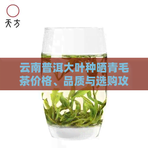 云南普洱大叶种晒青毛茶价格、品质与选购攻略，让你轻松掌握茶叶购买技巧