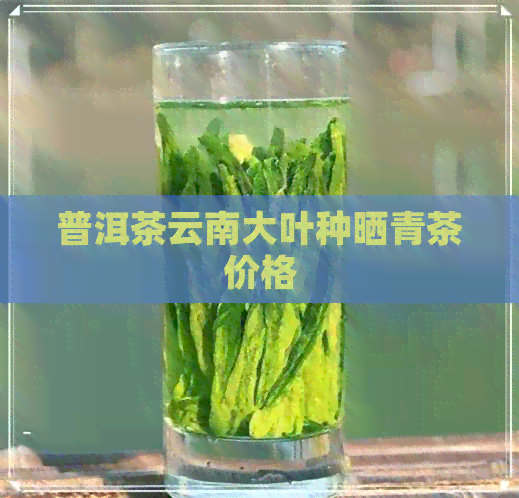 普洱茶云南大叶种晒青茶价格