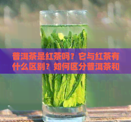 普洱茶是红茶吗？它与红茶有什么区别？如何区分普洱茶和红茶？