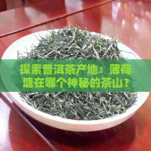 探索普洱茶产地：薄荷塘在哪个神秘的茶山？