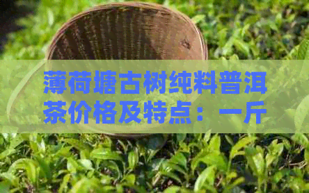 薄荷塘古树纯料普洱茶价格及特点：一斤多少钱？来历与价位解析