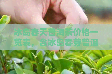 冰岛春天普洱茶价格一览表，含冰岛春芽普洱茶和冰岛普洱茶叶报价信息