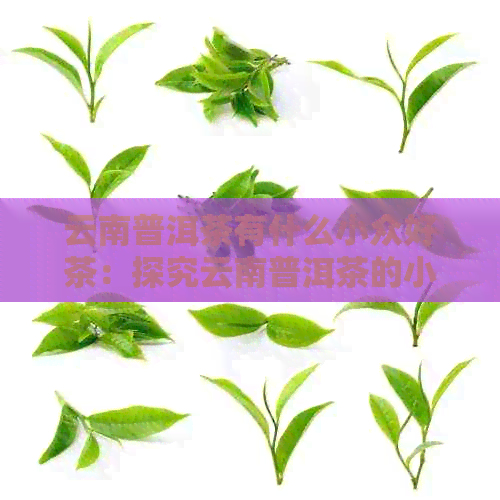 云南普洱茶有什么小众好茶：探究云南普洱茶的小众佳品