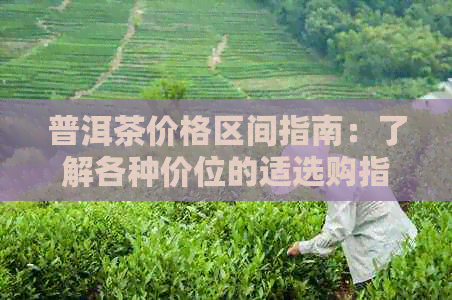 普洱茶价格区间指南：了解各种价位的适选购指南