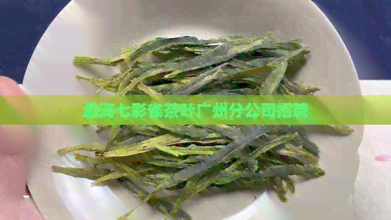 勐海七彩雀茶叶广州分公司招聘