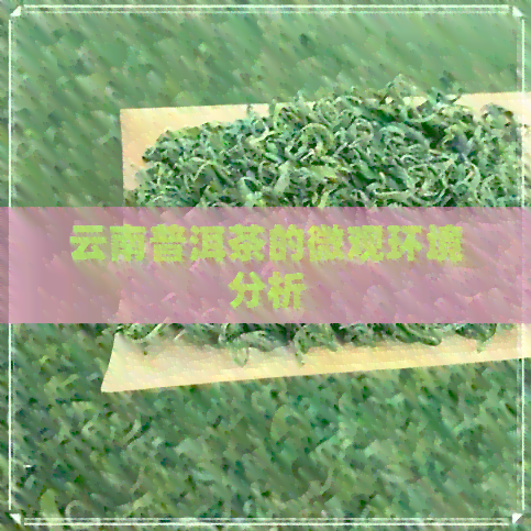 云南普洱茶的微观环境分析