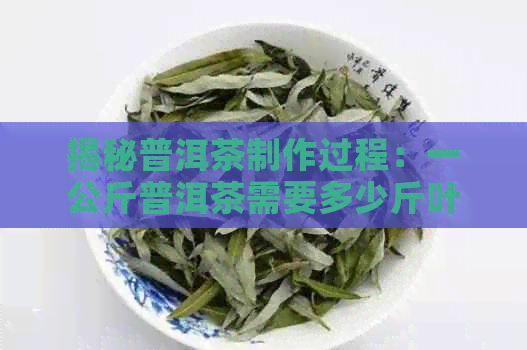 揭秘普洱茶制作过程：一公斤普洱茶需要多少斤叶？