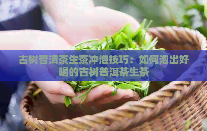 古树普洱茶生茶冲泡技巧：如何泡出好喝的古树普洱茶生茶