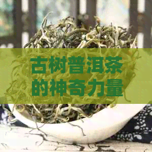 古树普洱茶的神奇力量：深度解析其独特的健益处与医学价值