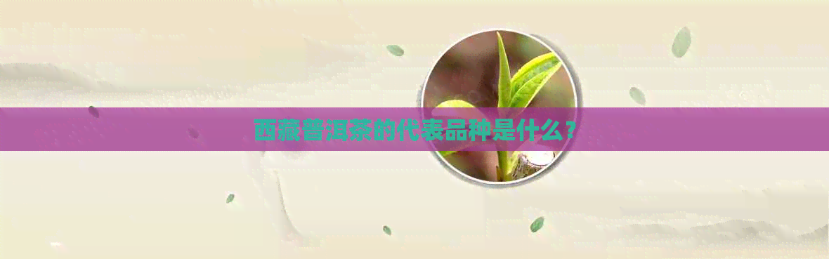      普洱茶的代表品种是什么？