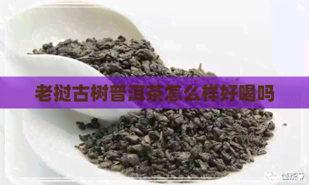 老挝古树普洱茶怎么样好喝吗