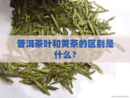 普洱茶叶和黄茶的区别是什么？