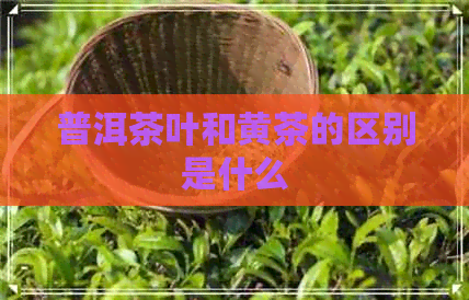 普洱茶叶和黄茶的区别是什么