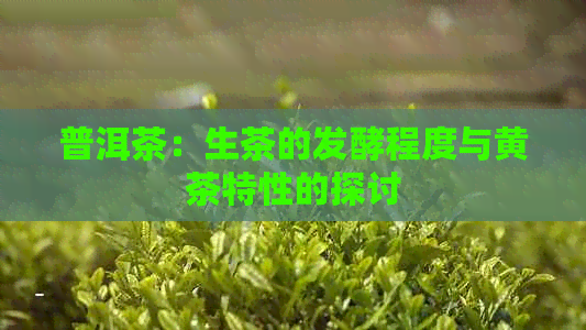 普洱茶：生茶的发酵程度与黄茶特性的探讨