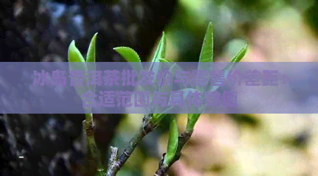 冰岛普洱茶批发价与零售价差距：合适范围与具体数值